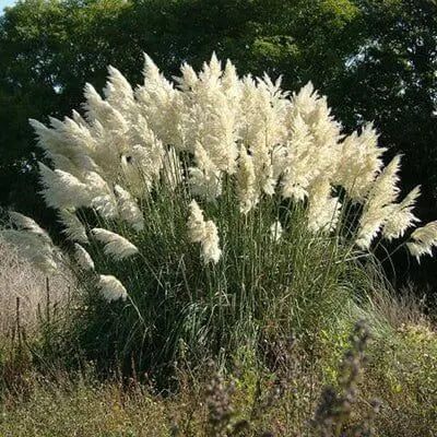 Lush feathery white pampas grass with green stems swaying in sunlit field