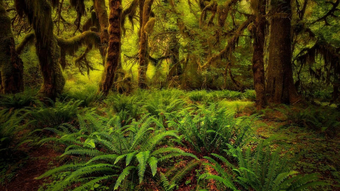 Lush bracken ferns carpet forest floor under mossy towering trees
