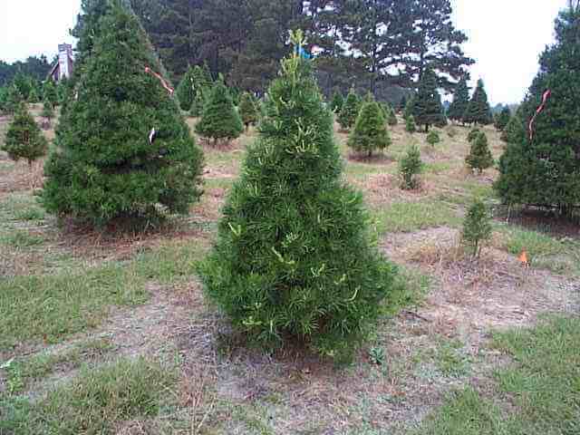Vibrant Virginia pine Christmas tree with lush green dense needles in field