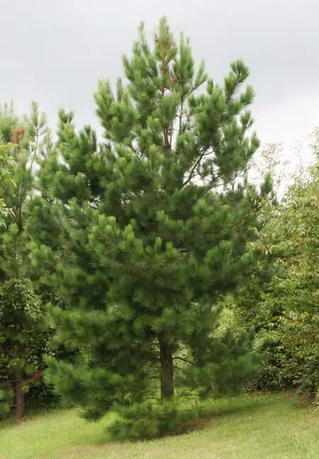 Loblolly pine tree with tall full-bodied form, dense green needles, sturdy trunk