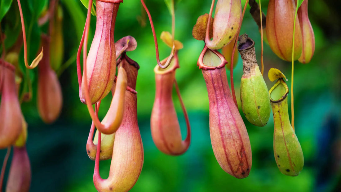 Hanging pitcher plants with vibrant pink green hues in Faded Foliage article