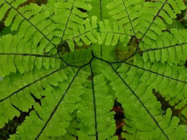 Vibrant maidenhair fern frond with feathery leaflets and dark veins
