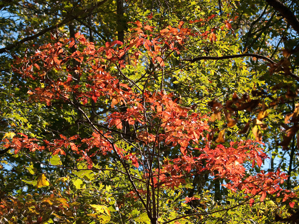 Black Gum is arguably one of the most beautiful trees that achieve its potential in summer and fall