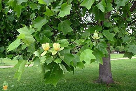 Poplar Tree Varieties Are Great For Any Landscape