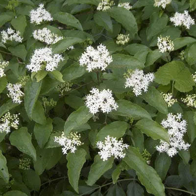 Delicate white star-shaped flowers on lush green bush for curb appeal