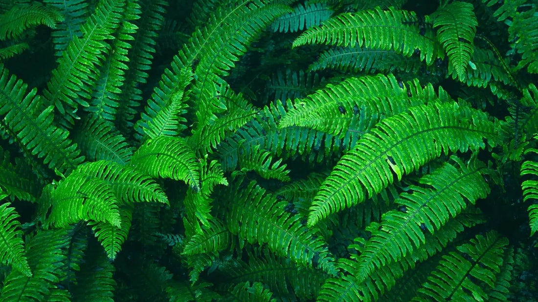 Vibrant green fern fronds for fall propagation