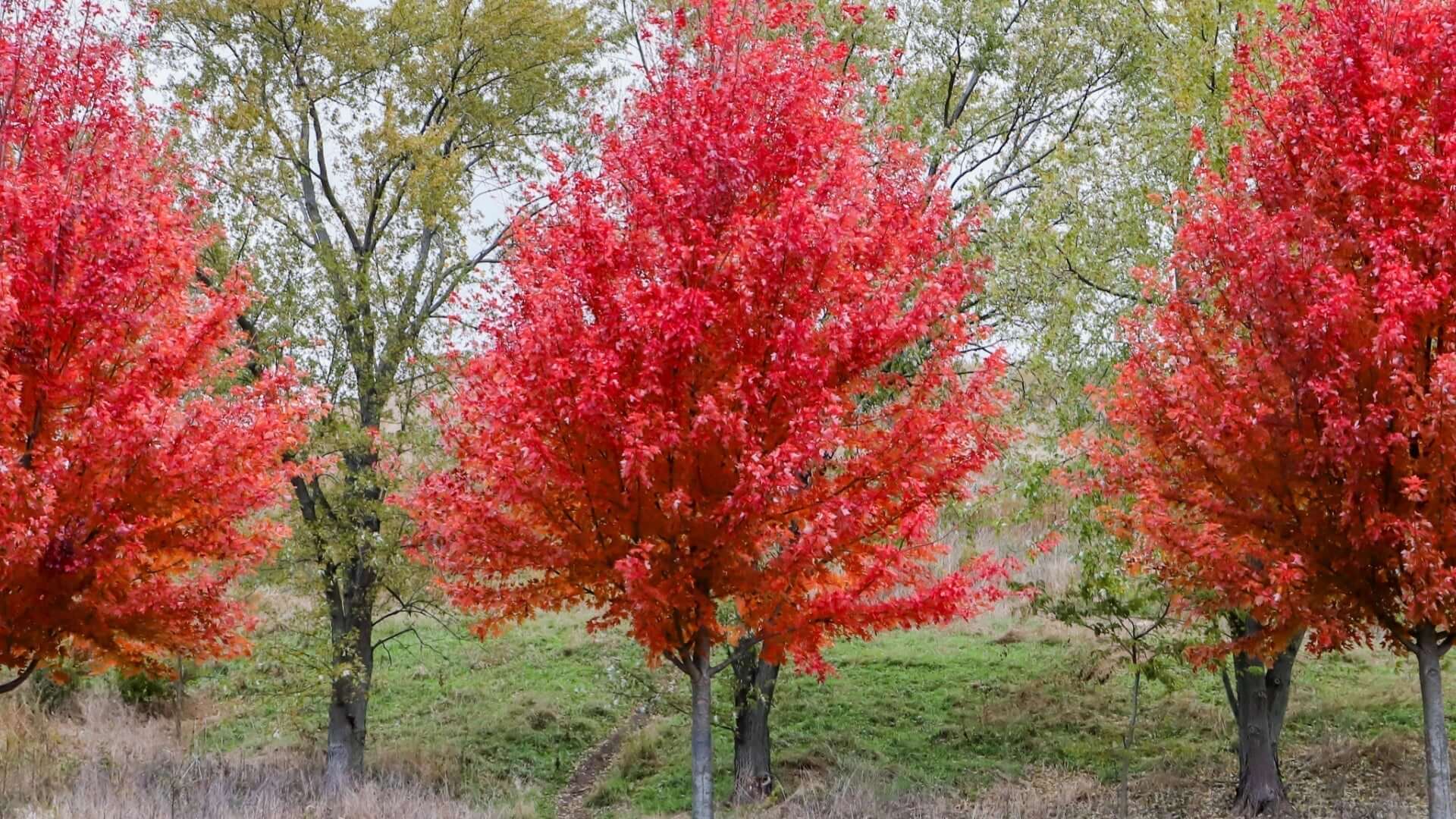 Autumn Blaze Maple: Growing and Caring – Tennessee Wholesale Nursery