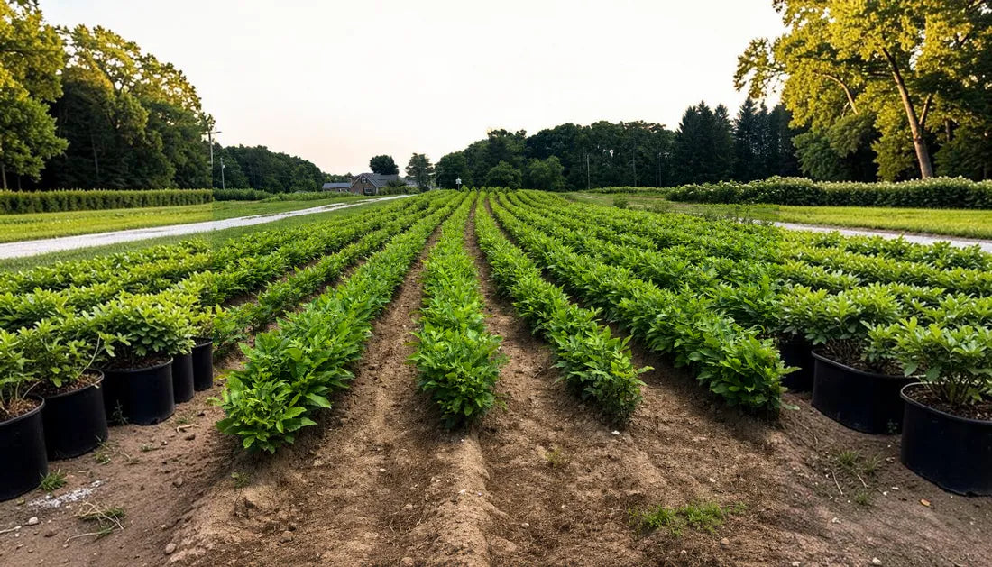 Top Trees for July Windbreaks and Property Boundaries