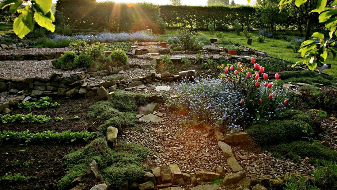 Permaculture garden with pink tulips, purple flowers, gravel paths, stone walls