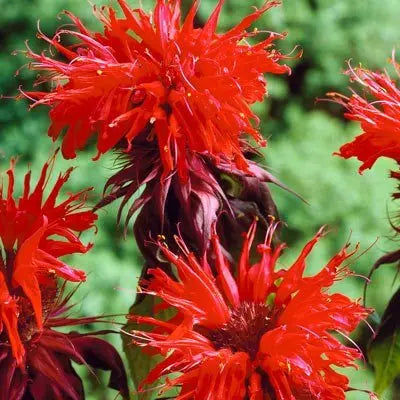 Vibrant red bee balm flowers with spiky blossoms and fringed petals