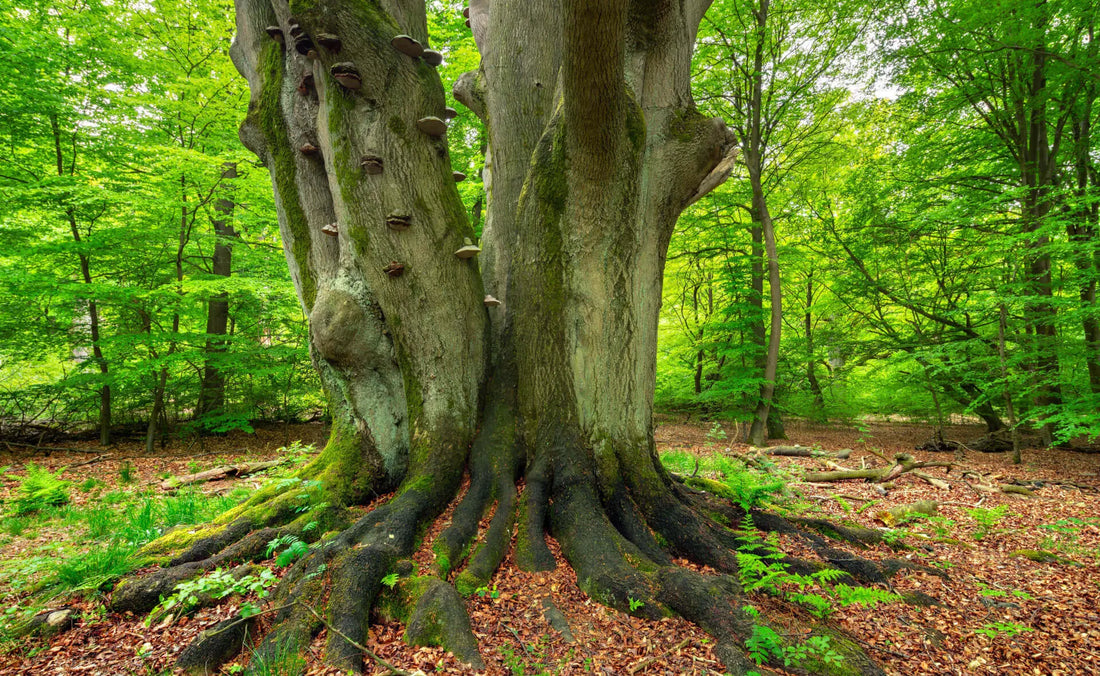 Moss-covered gnarled trunk of ancient longest-living tree with sprawling roots