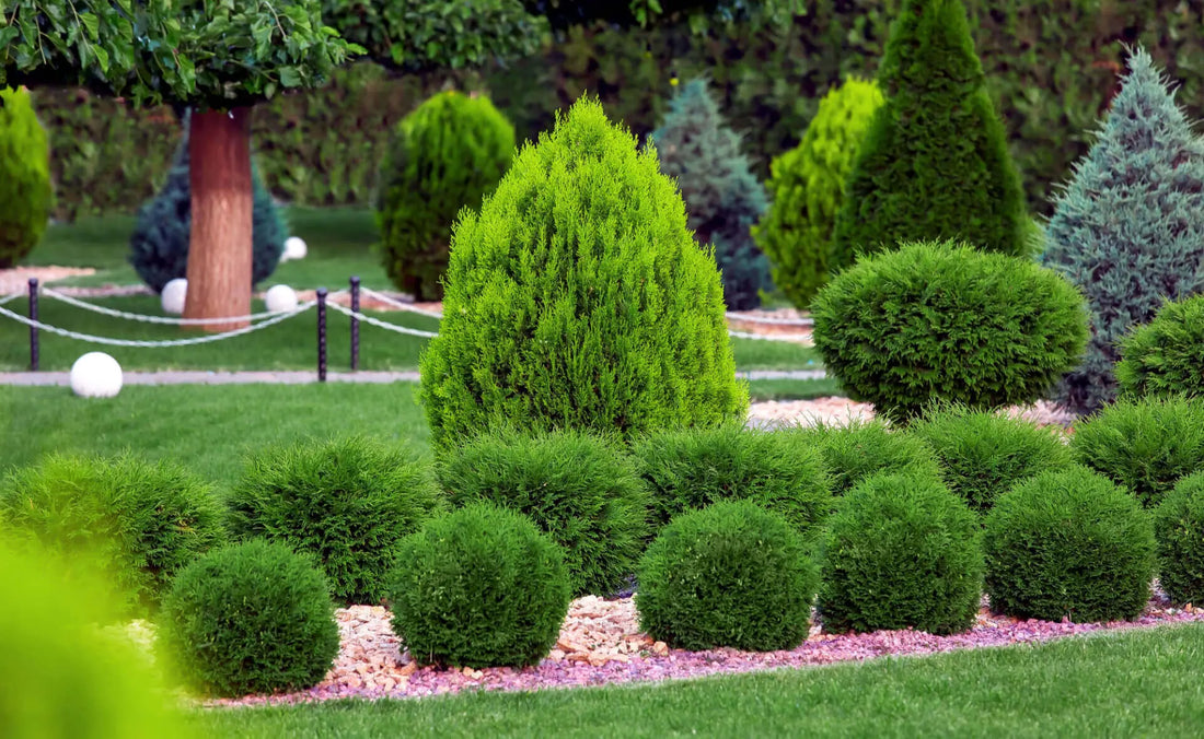 Vibrant green spherical topiaries in row along gravel border in split-level landscaping