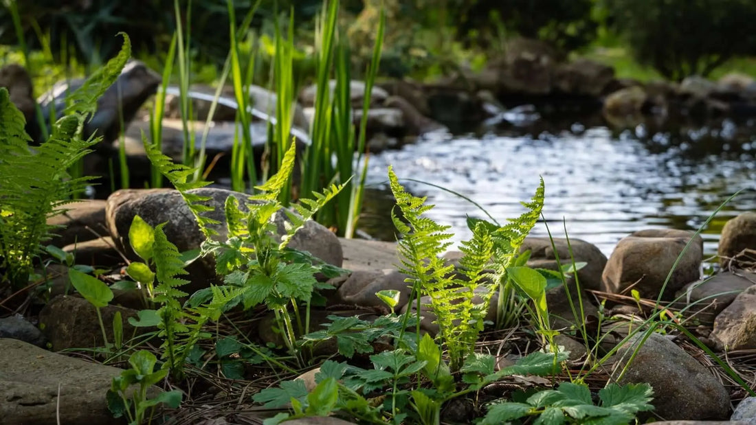 Vibrant ostrich fern fronds among river rocks by stream