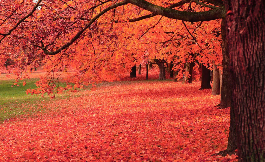 Vibrant orange maple canopy of drought-tolerant trees with fallen foliage