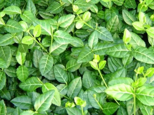 Lush serrated glossy leaves of evergreen wintercreeper Euonymus