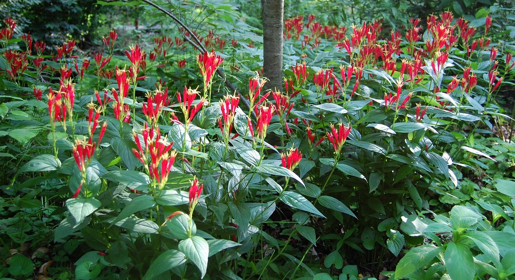 Adding Colorful Perennials to Your Landscape Can Benefit You