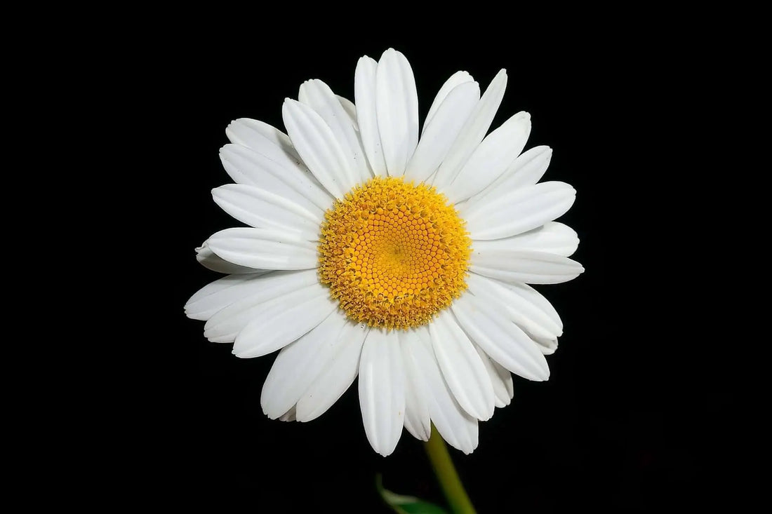 Pristine oxeye daisy with white petals and yellow center on green stem