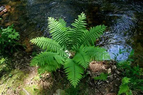 Vibrant cinnamon fern with feathery fronds beside shallow stream