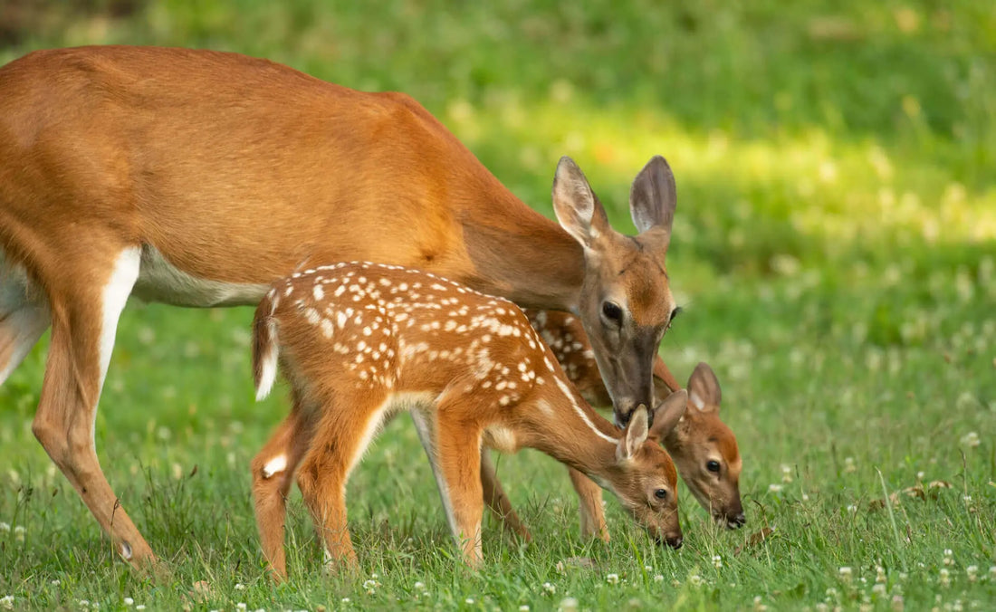 Protective mother deer with spotted fawns near deer-resistant plants
