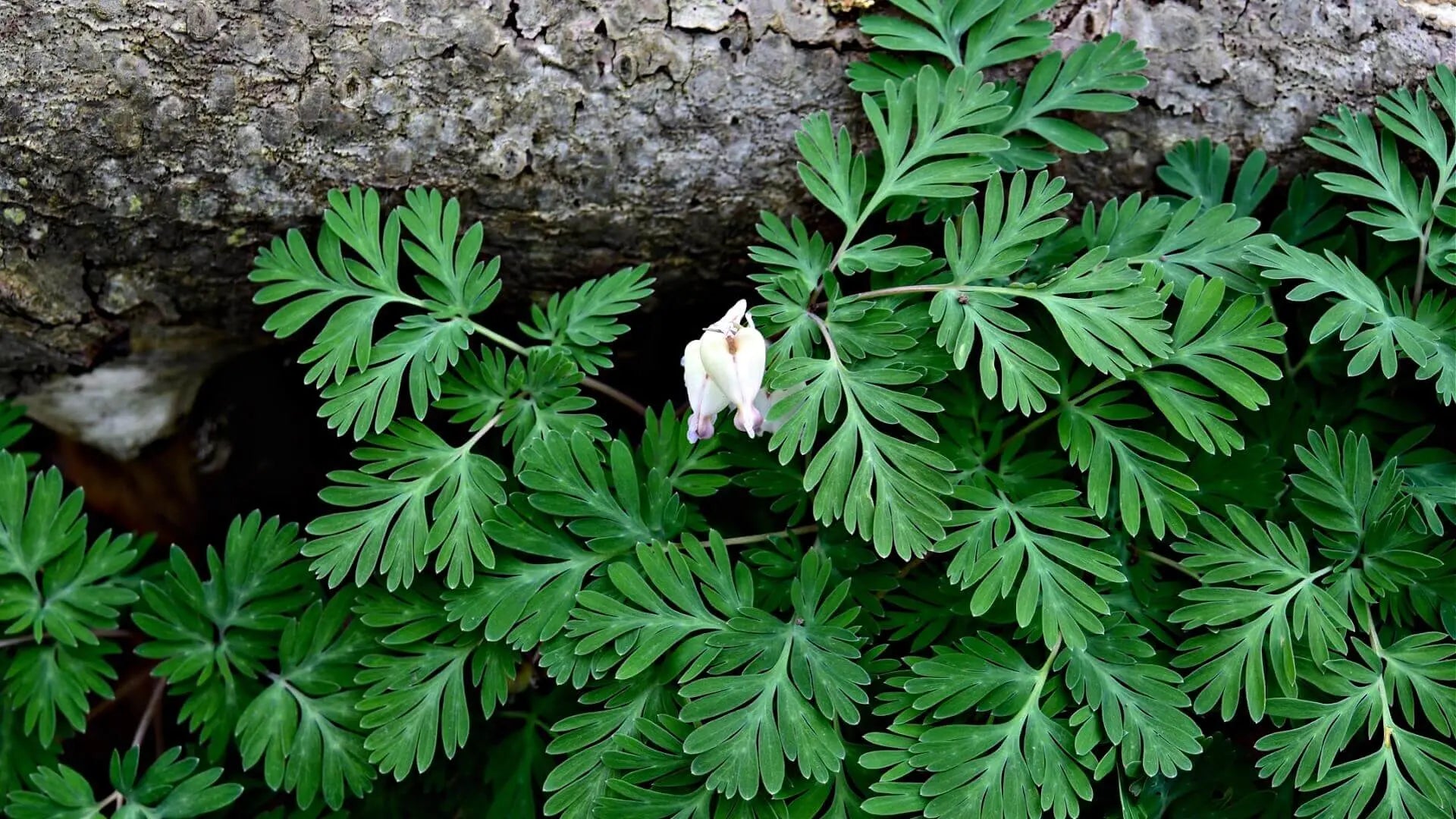 All About The Unique Squirrel Corn – Tennessee Wholesale Nursery