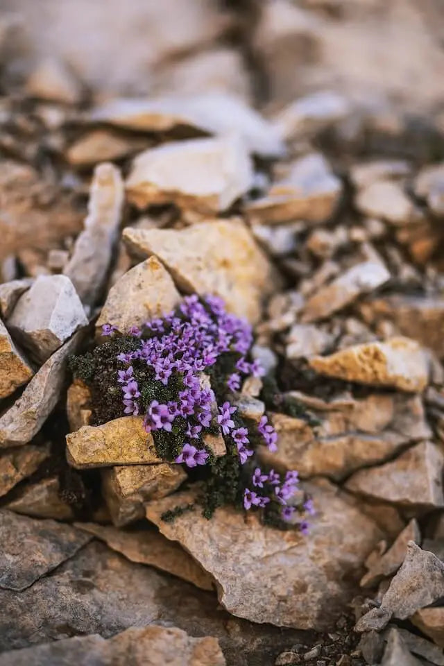 Delicate purple wildflowers thriving in rockery amid rugged rocks