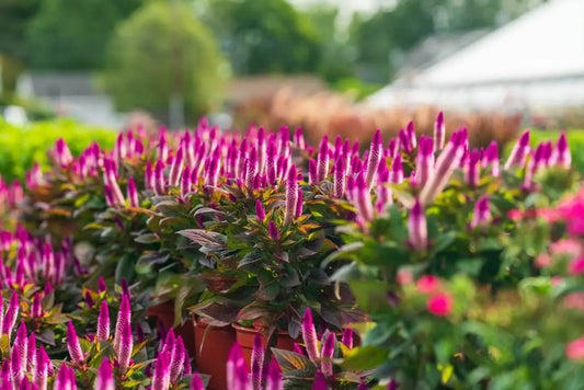 Vibrant purple celosia perennials with feathery spiky blooms in terracotta pots
