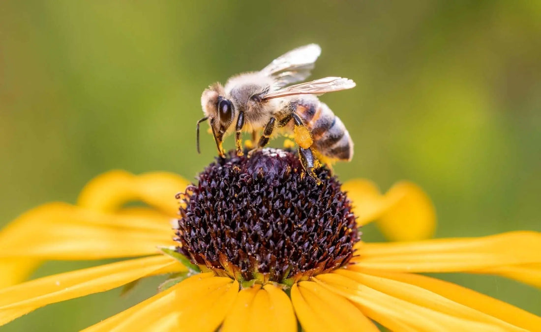 Honeybee with fuzzy gray-black stripes on yellow flower center in garden