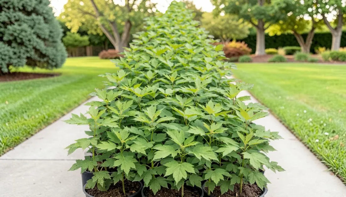 Drought-Tolerant Trees for Summer Yards: 7 Picks
