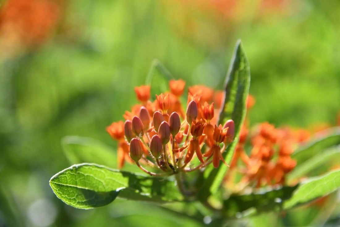 Vibrant butterfly weed orange milkweed flowers with star-shaped petals