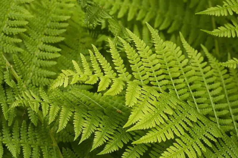 Fresh green fern fronds with delicate feathery leaves for native landscaping