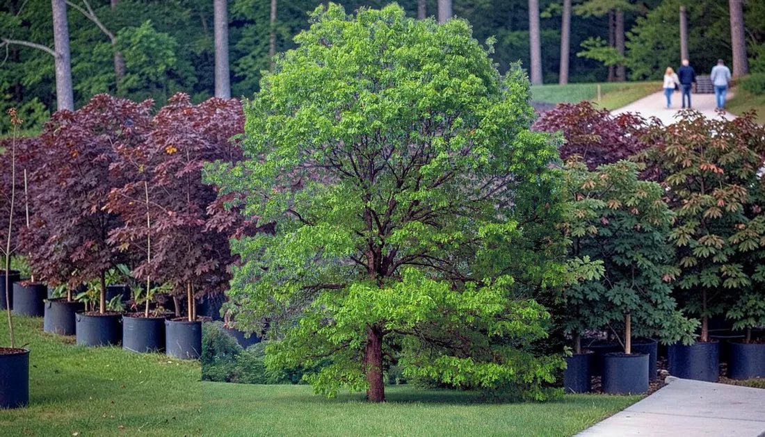 White Oak Seedlings: Ultimate Privacy Screen Picks