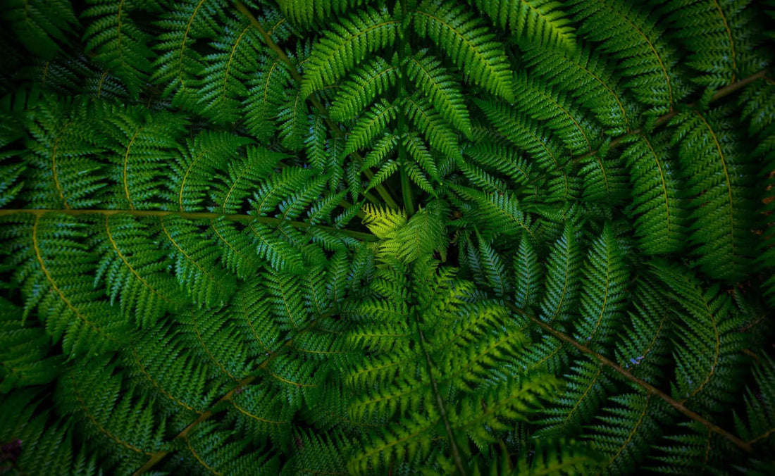 Lush vibrant green fern fronds in dense spiraling pattern