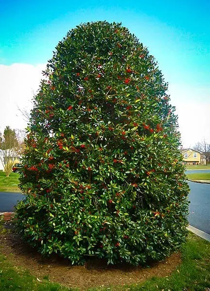 Nellie R. Stevens holly shrub with dense dark green foliage and red berries