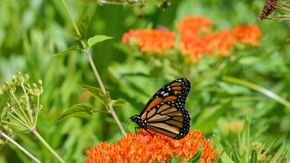 Monarch butterfly on orange flowers, aiding Tennessee DOT extinction efforts