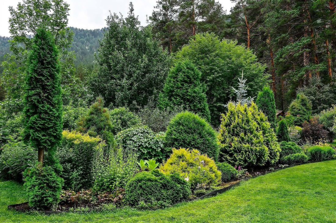 Lush green coniferous shrubs and trees in landscaped evergreen garden