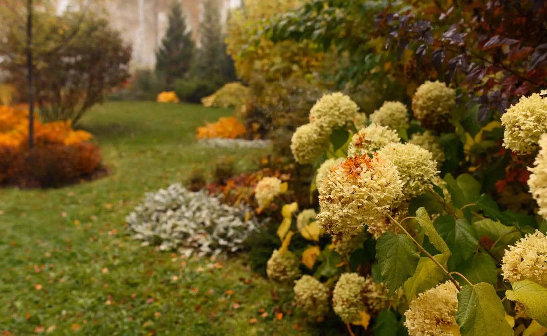 Cream-colored hydrangeas with orange centers amid fall foliage