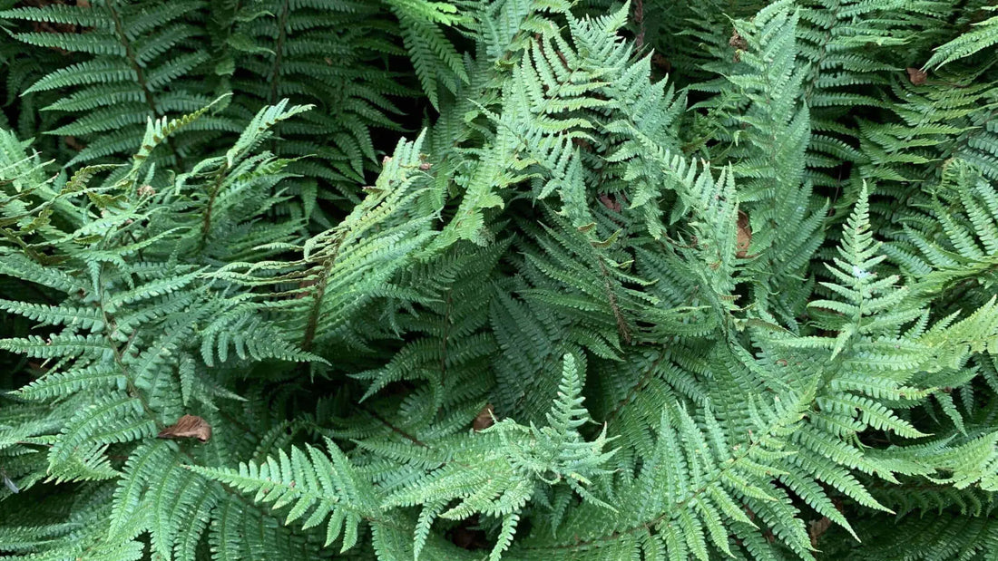 Lush green evergreen fern fronds with feathery leaves and slender stems
