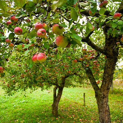 The Benefits Of Growing Fruiting Apple Trees