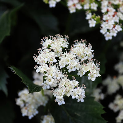 The Arrowwood Viburnum Shrub: Characteristics and Uses