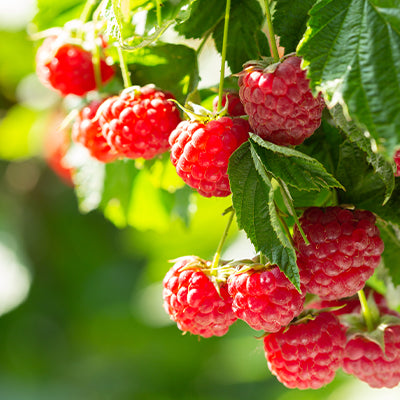 Berry Plants For Zone 4