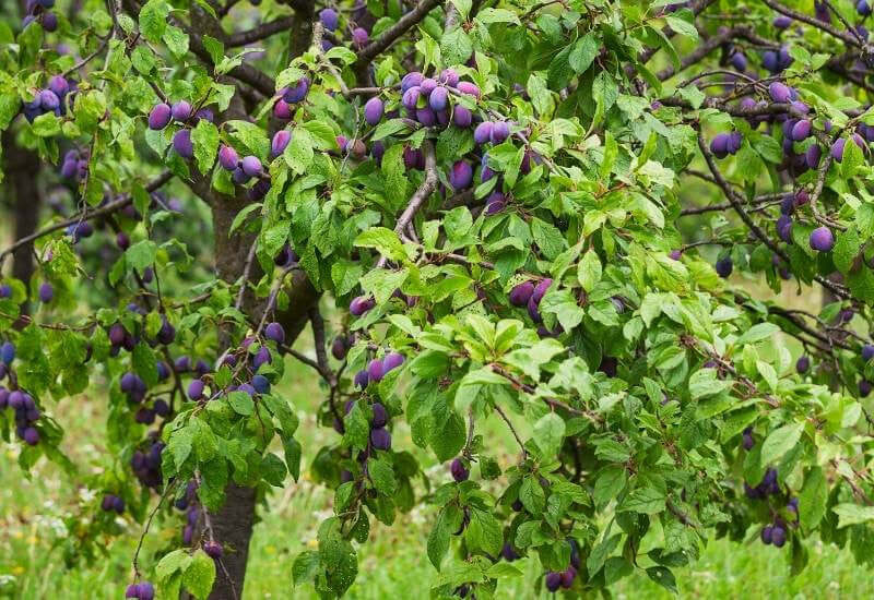 Fruit Trees 