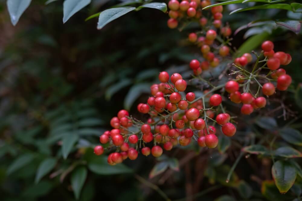 Deer-resistant vibrant red berries on green stems in lush foliage, Tennessee