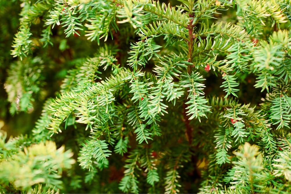 Vibrant green needle-like evergreen foliage with red berries for Tennessee privacy screens