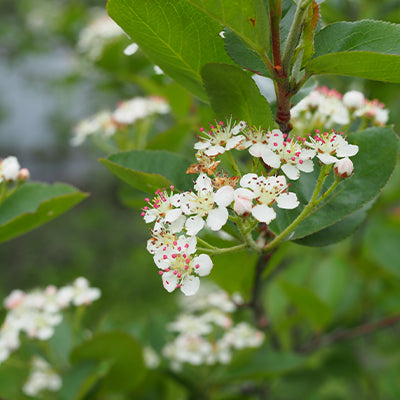 The Black Chokeberry Shrub: A Plant Worth Considering