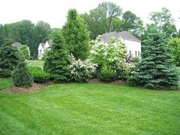Low-maintenance evergreen trees surround white house in lush Tennessee lawn