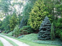 Lush garden path lined with fast-growing evergreen trees for privacy