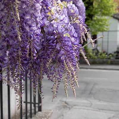 Fragrant Flowering Vines: Enhancing Your Garden with Sweet Scents