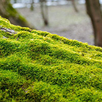 Ground Fern Moss: A Perfect Addition to Your Garden's Groundcover