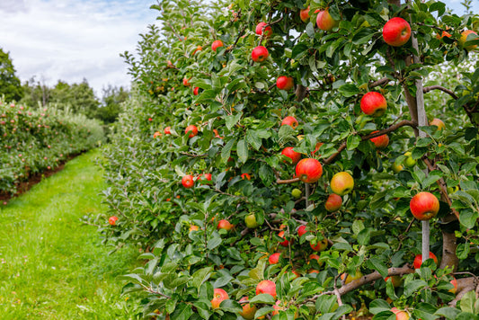 Growing Fruiting Apple Trees: A Complete Guide for Home Orchardists