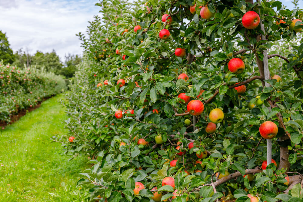 Growing Fruiting Apple Trees: A Complete Guide for Home Orchardists